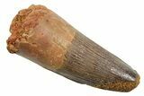 Fossil Spinosaurus Tooth - Feeding Worn Tip #349778-1